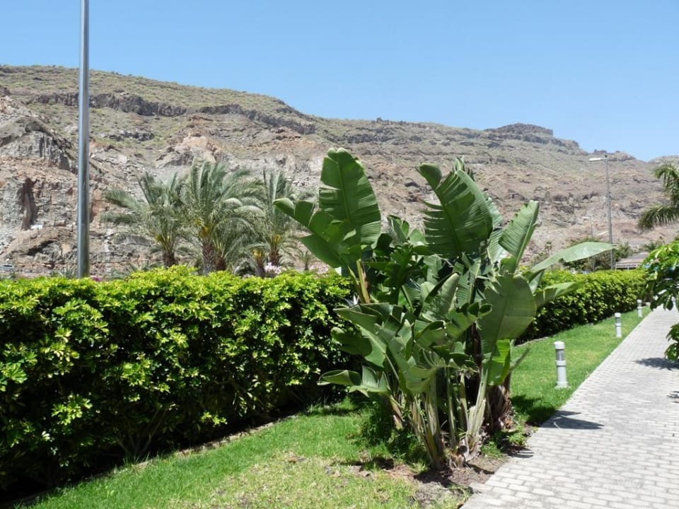 Widok z pokoju LIVVO Costa Taurito