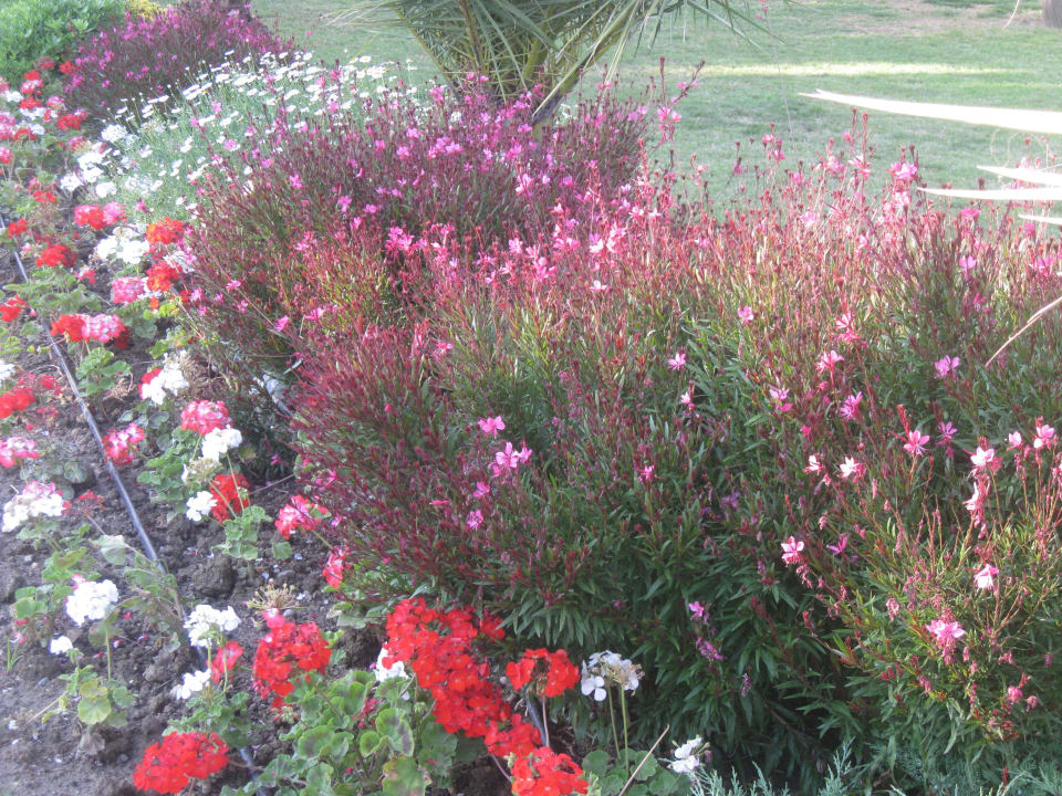 Ein  Blumenmeer am Weg Mai 2013 Sunis Elita Beach Resort & Spa