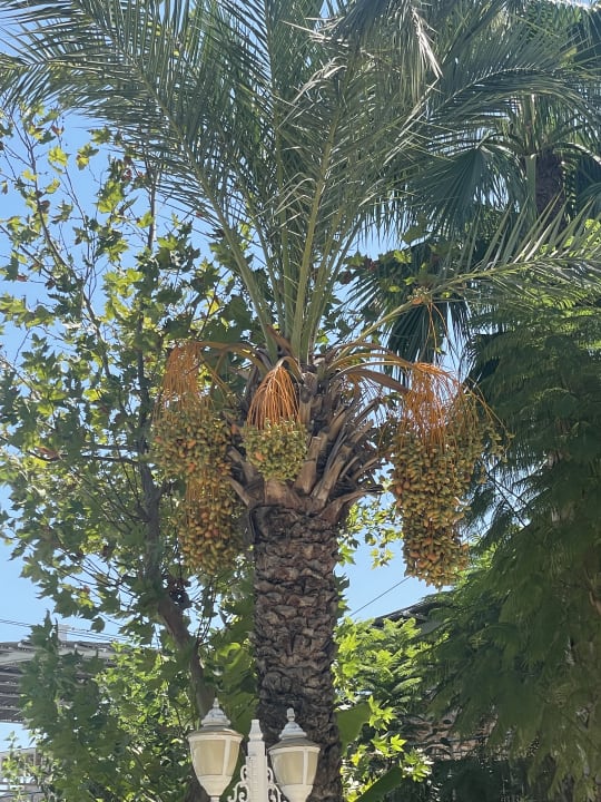 Gartenanlage Hotel Delphin Imperial