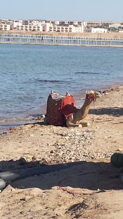 Strand Hotel Titanic Palace