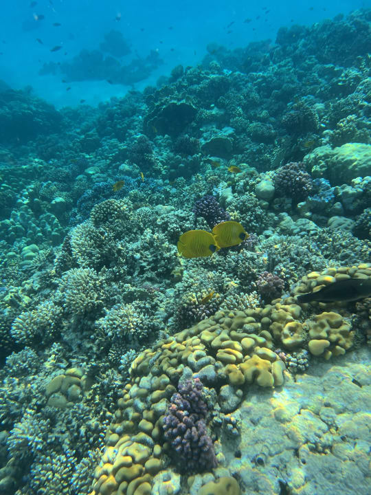 Strand Makadi Spa - Adults only