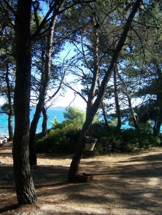 Pinienbäume Pine Beach Pakostane