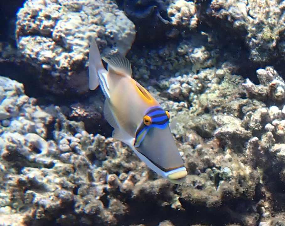 Sport & Freizeit Cleopatra Luxury Beach Resort Makadi Bay - Adults only