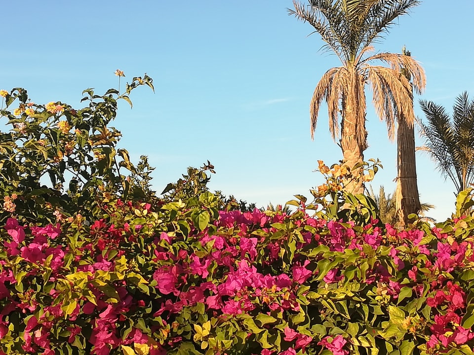 Gartenanlage Fort Arabesque Resort, Spa & Villas