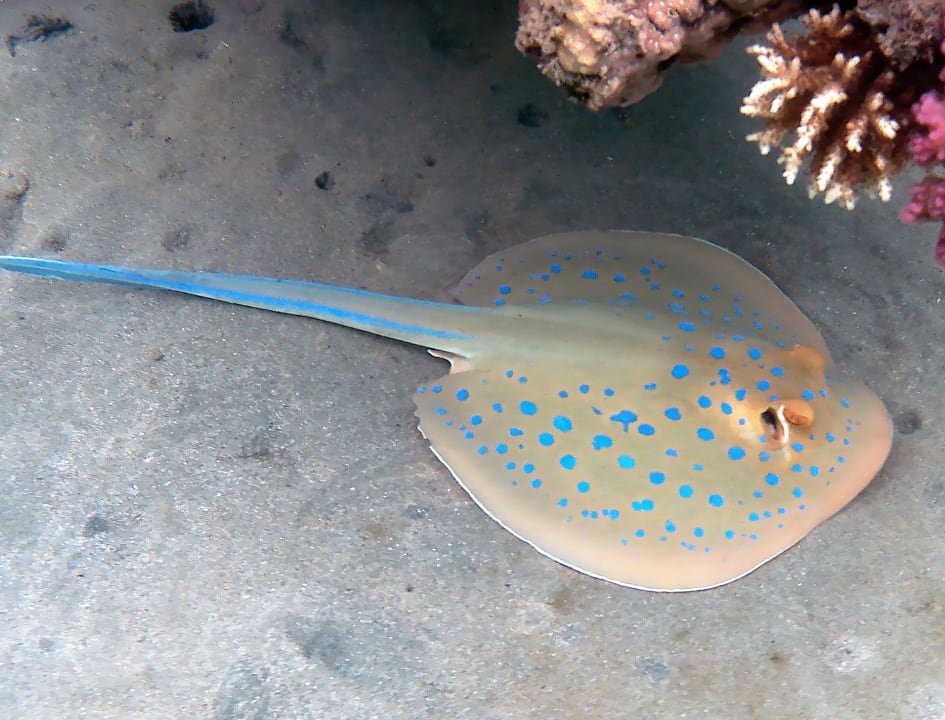 Strand Brayka Bay Resort