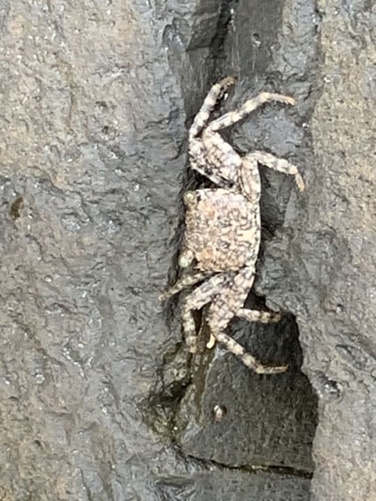 Strand Makadi Spa - Adults only