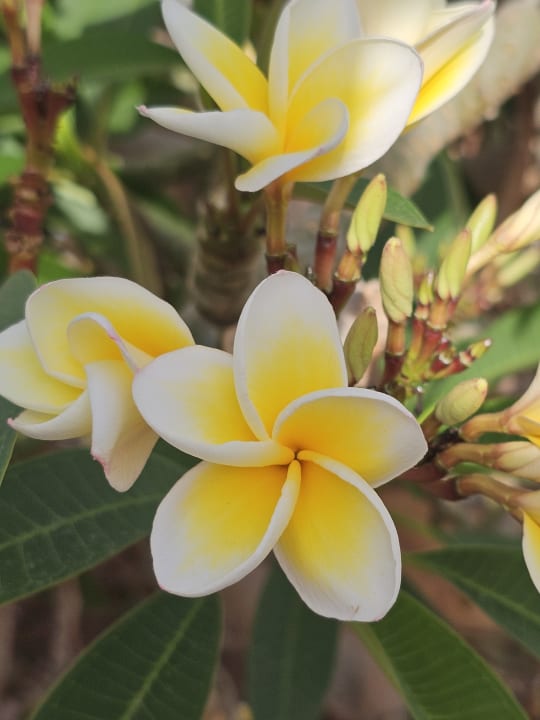 Gartenanlage Steigenberger Coraya Beach - Adults only