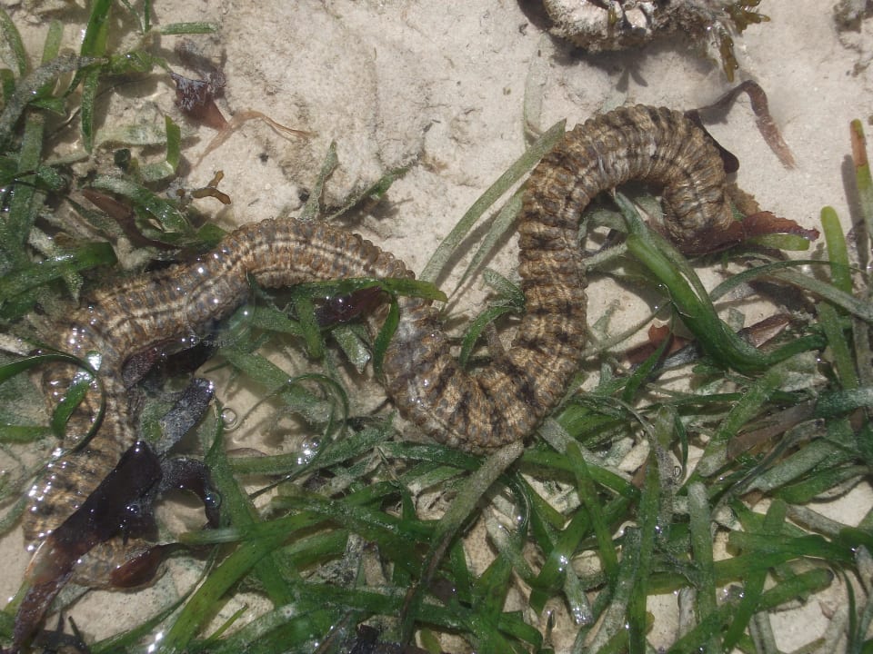 Schlange Hotel Papillon Lagoon Reef