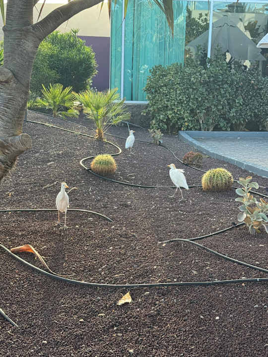 Gartenanlage allsun App.-Hotel Esquinzo Beach