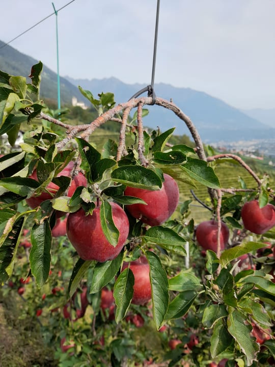 Gartenanlage Thalguter Apartments, Rooms & Breakfast