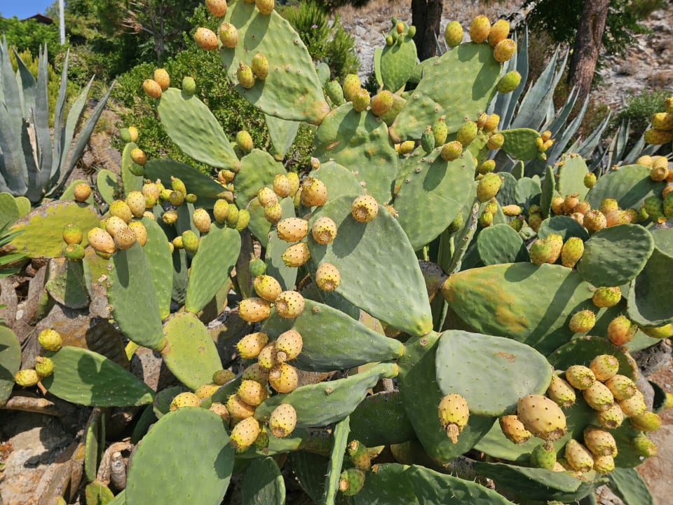 Gartenanlage TUI BLUE Seno - Adults Only