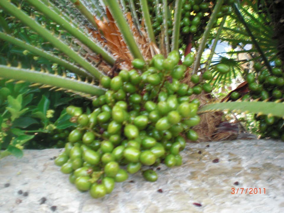 Naturbild Universal Hotel Castell Royal