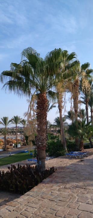 Ausblick Steigenberger Coraya Beach - Adults only