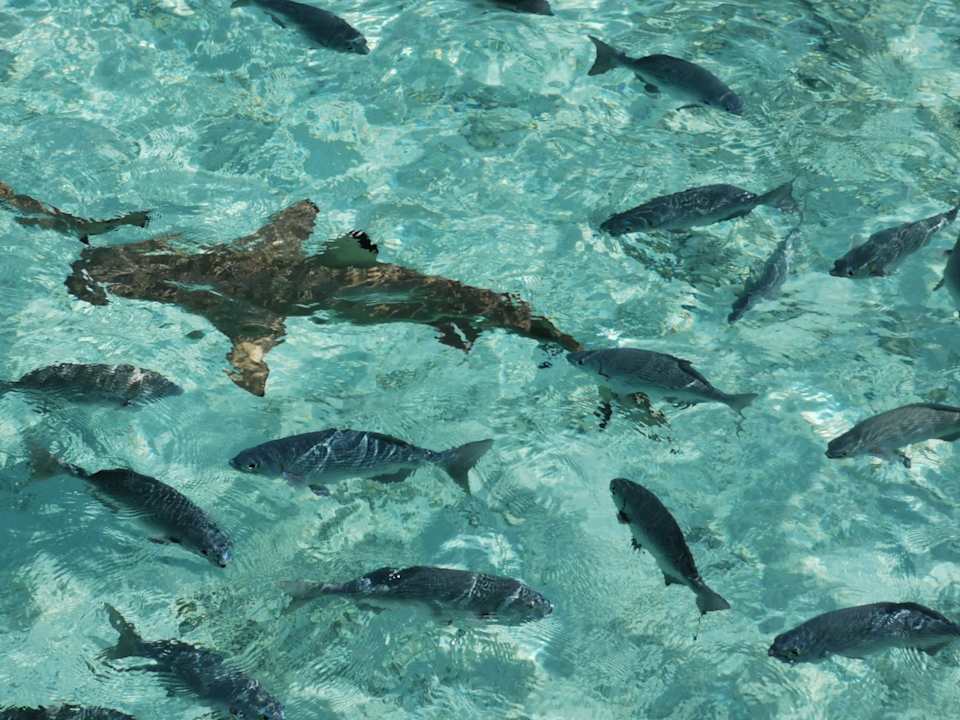 Strand Safari Island Maldives