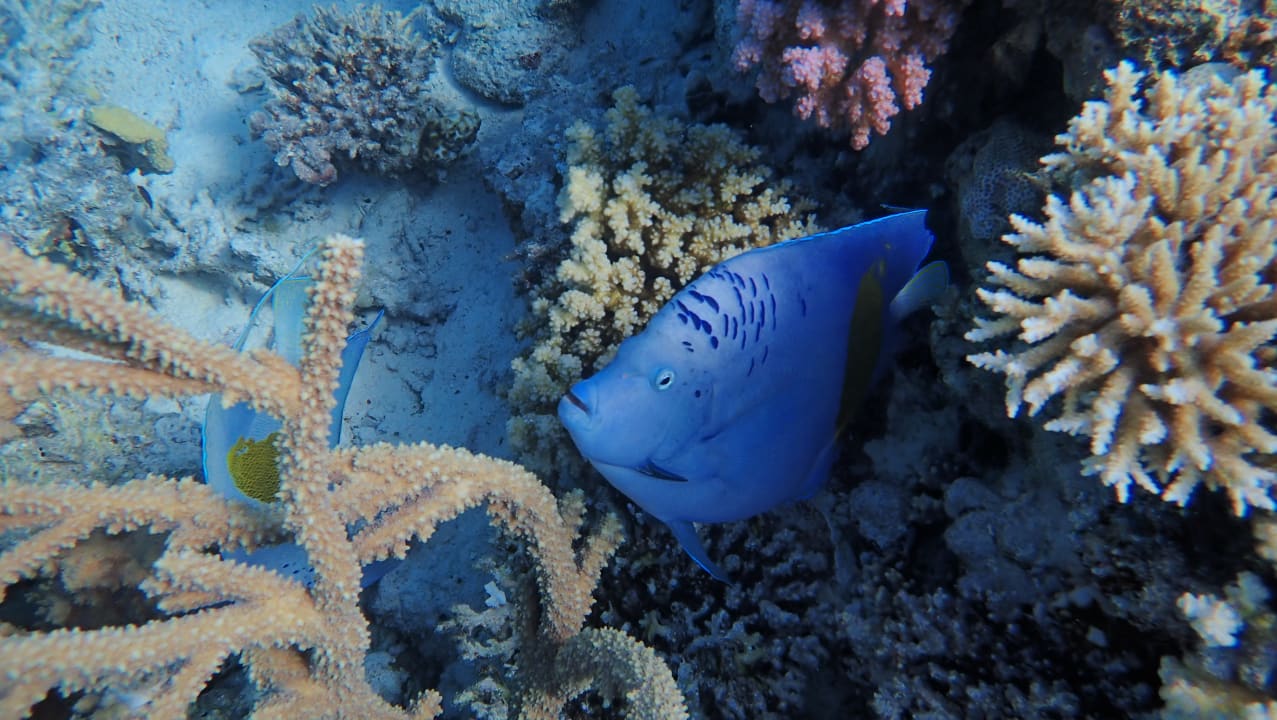 Strand Stella Beach Resort & Spa Makadi Bay