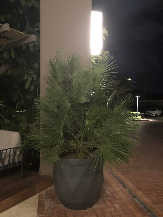 Sonstiges Arum Barut Collection