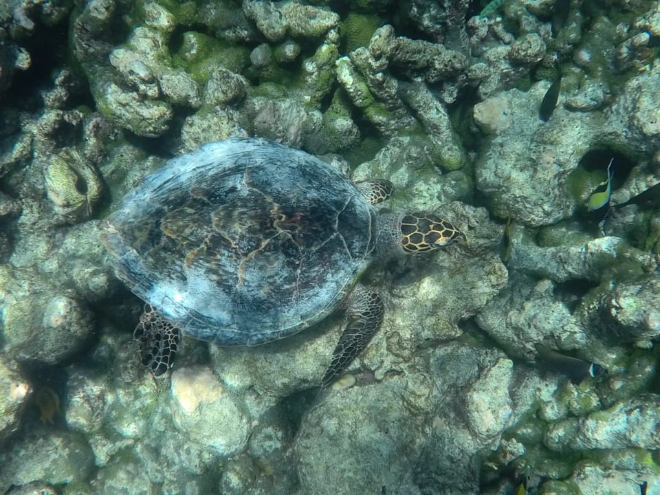 Sonstiges Meeru Maldives Resort Island