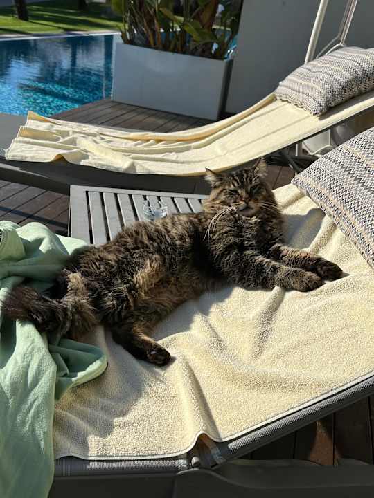 Sonstiges Acanthus Cennet Barut Collection