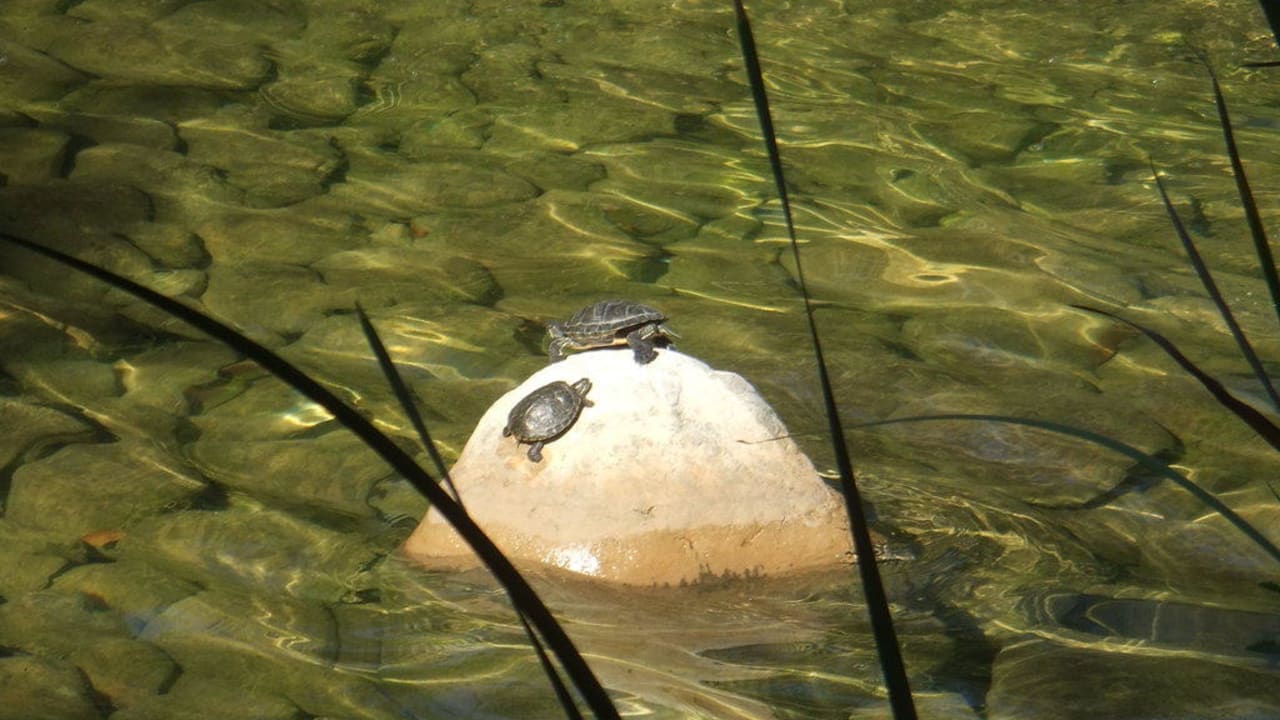 Schildkröten beim Sonnen Labranda Alantur Resort
