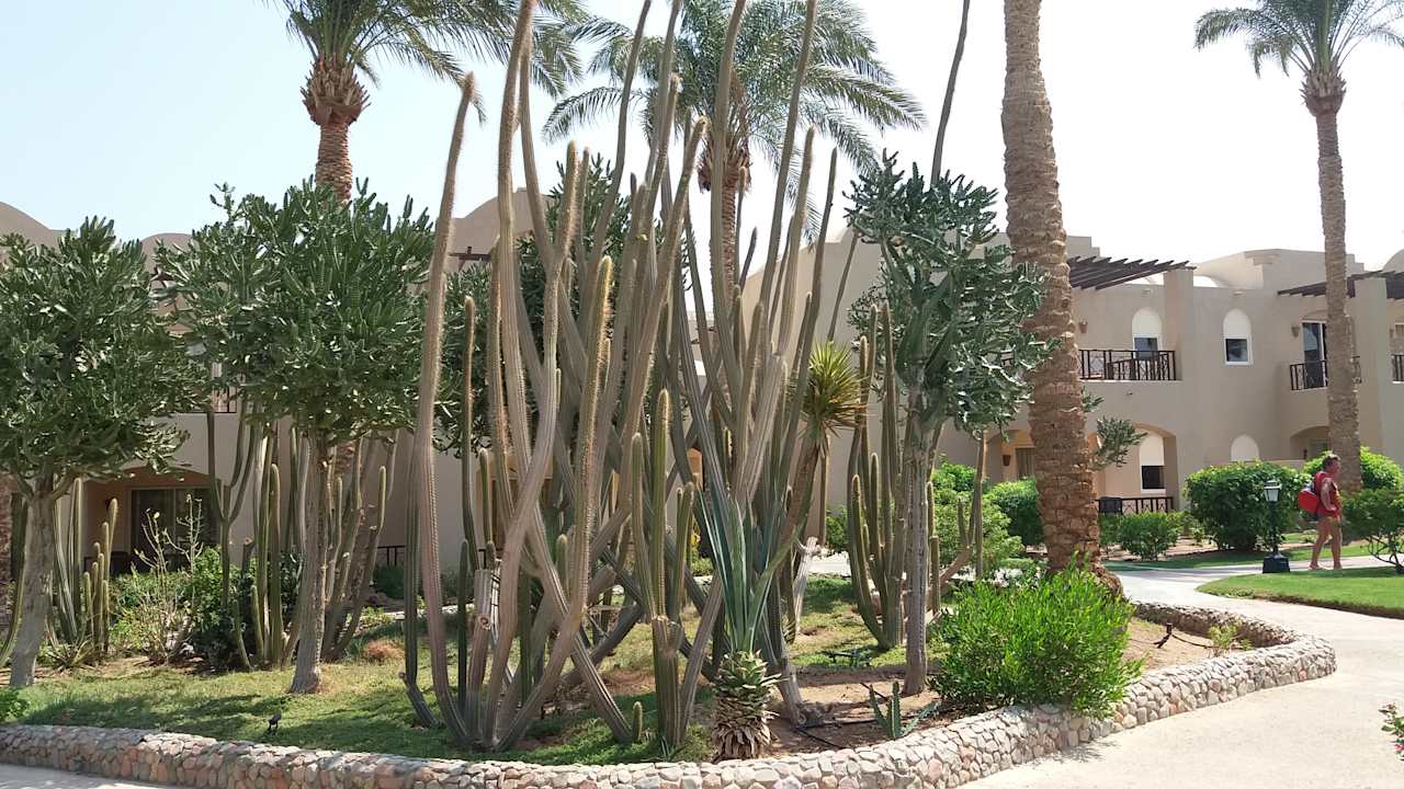 Gartenanlage Jaz Makadi Oasis Resort