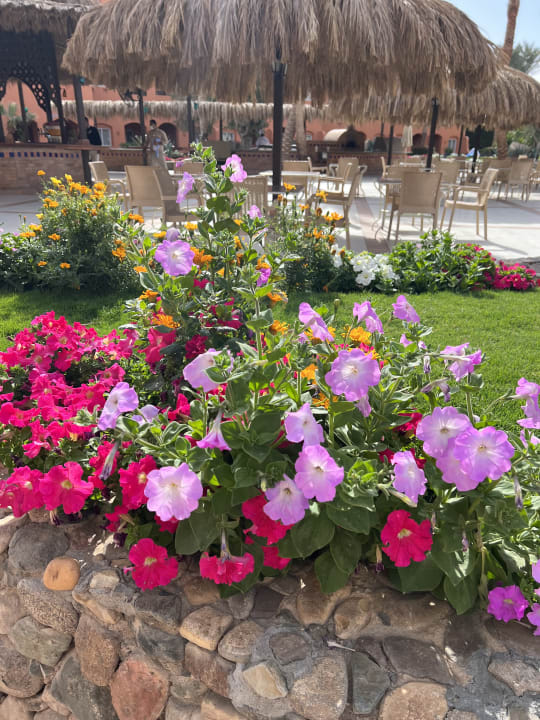 Gartenanlage Jaz Makadi Oasis Resort