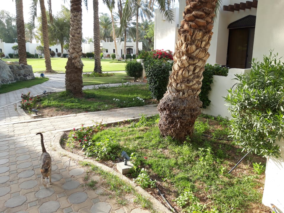 Gartenanlage Radisson Blu Hotel & Resort Al Ain