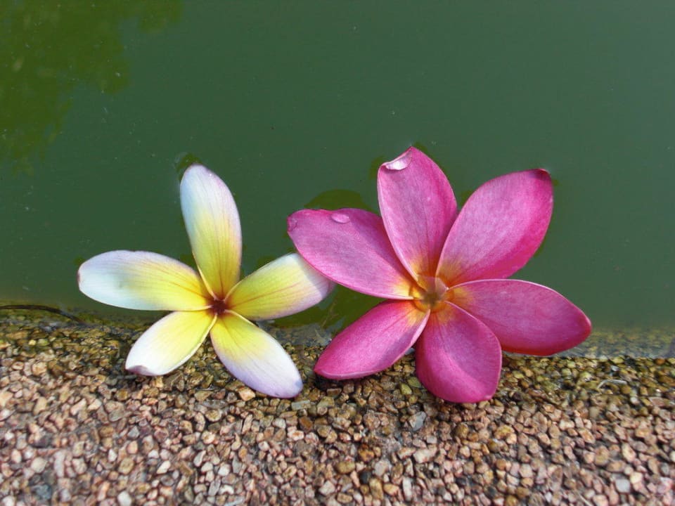Blumen von von der Poolanlage Khao Lak Merlin Resort