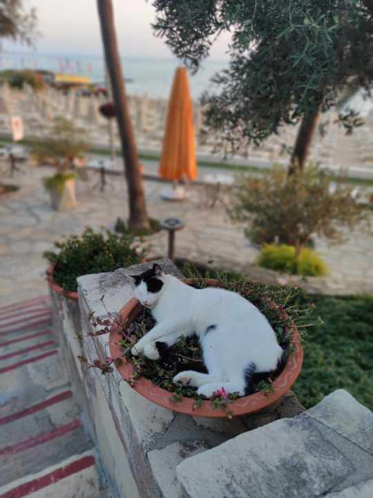 Gartenanlage Arum Barut Collection