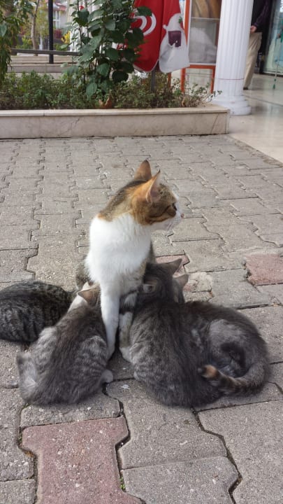 Sonstiges Limak Limra Hotel & Resort