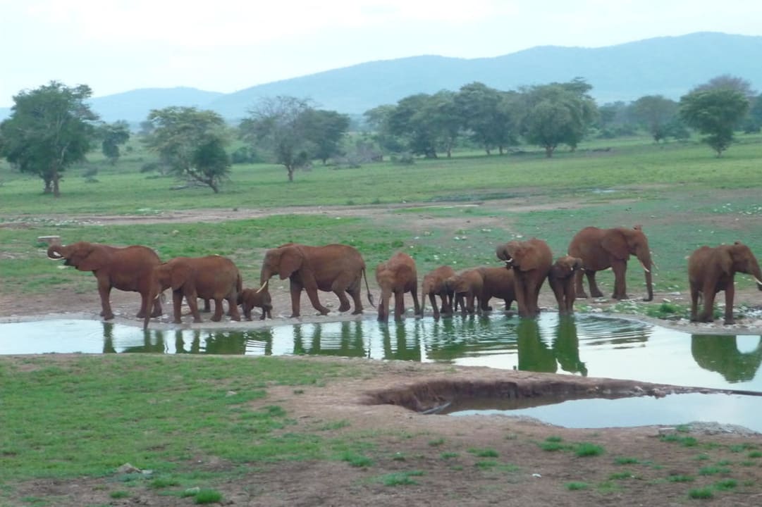 Durstige Elefanten Salt Lick Safari Lodge