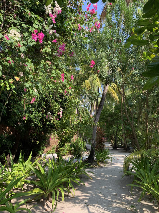 Gartenanlage Thulhagiri Island Resort
