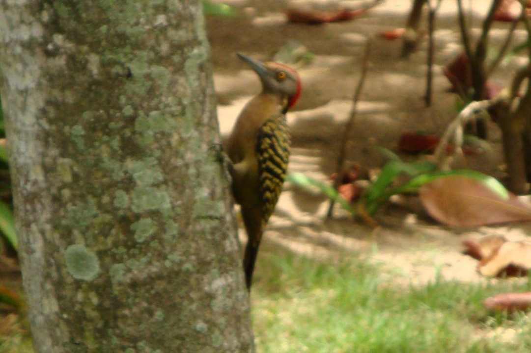 ein Specht Grand Palladium Select Bávaro Resort & Spa