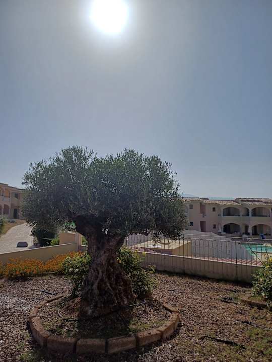 Gartenanlage Hotel Baia delle Mimose