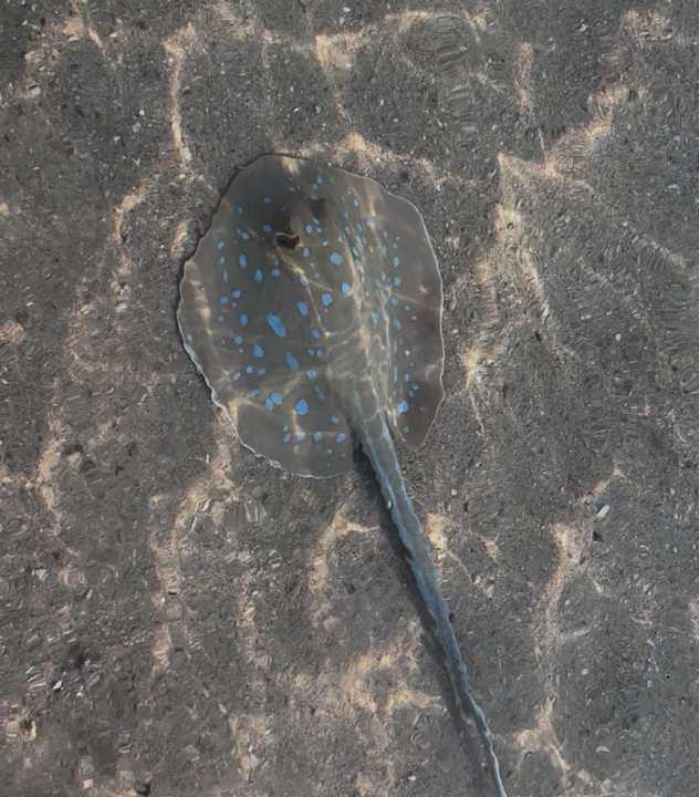 Pool Fort Arabesque Villas