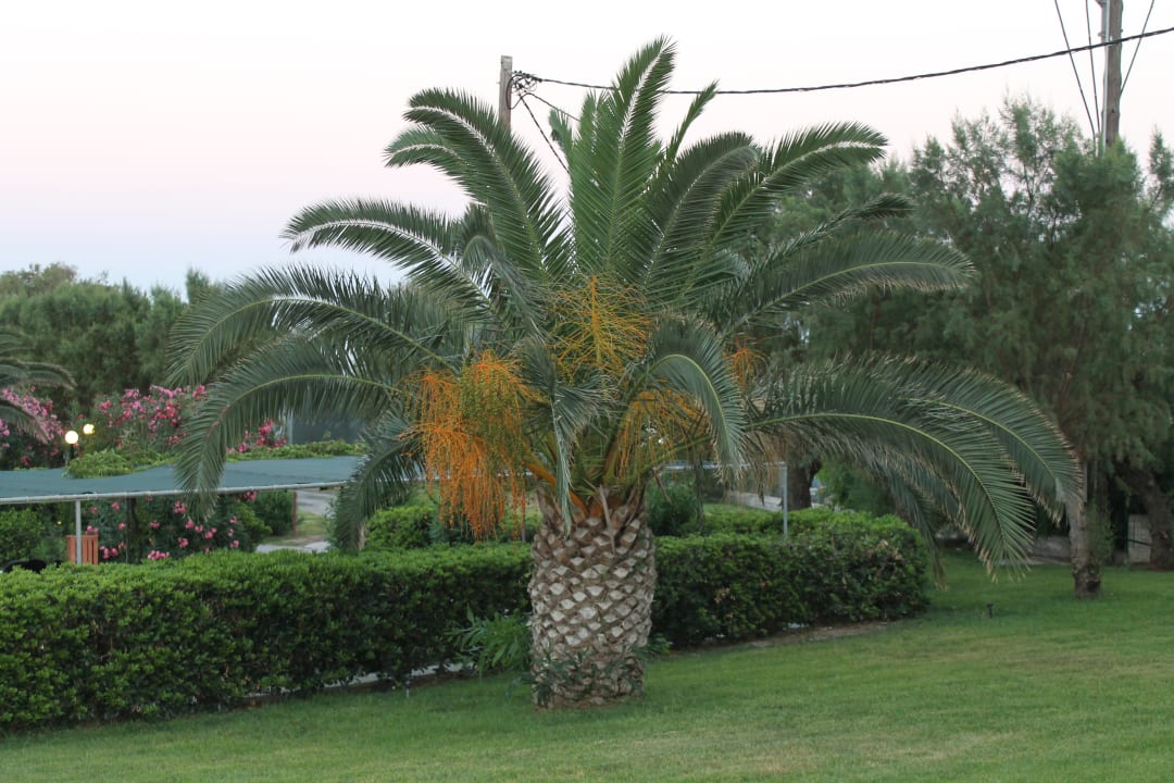 Gartenanlage Hotel Calypso Beach