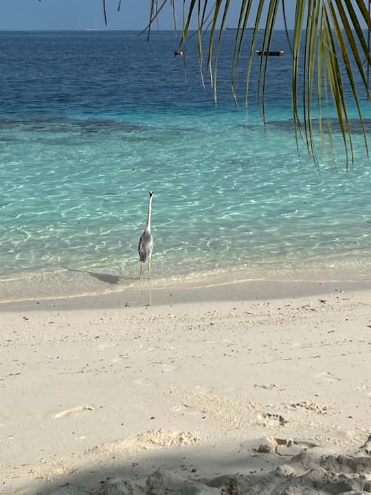 Strand Adaaran Club Rannalhi - All Inclusive