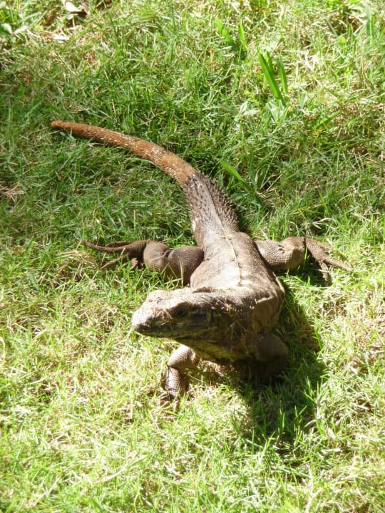 Leguan Hotel Riu Tequila