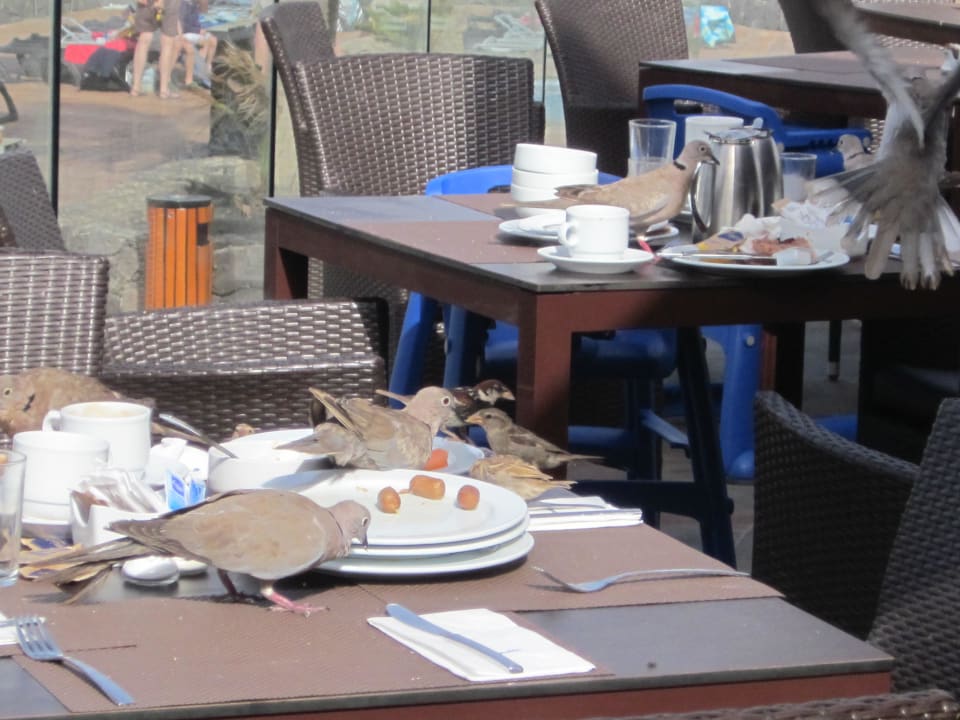 Tauben und Vögel die sich über die Rest hermachen Barceló Fuerteventura Castillo