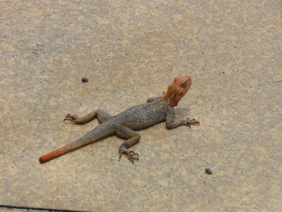 Gartenanlage Sofitel Malabo Sipopo Le Golf