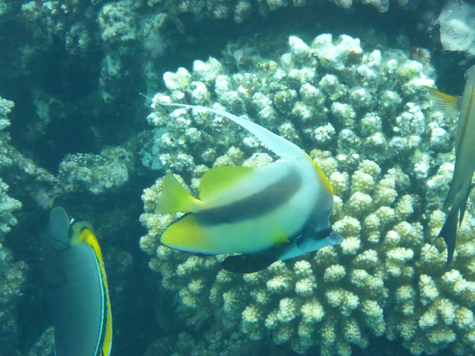 Sport & Freizeit Hotel Gorgonia Beach Resort