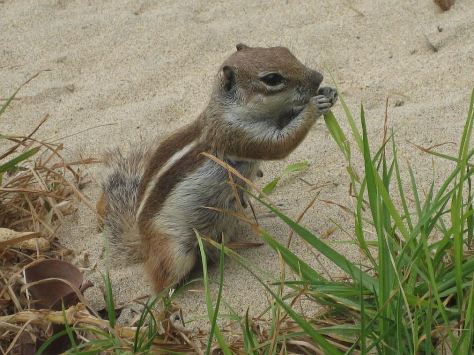 Streifenhörnchen  Club Hotel Drago Park