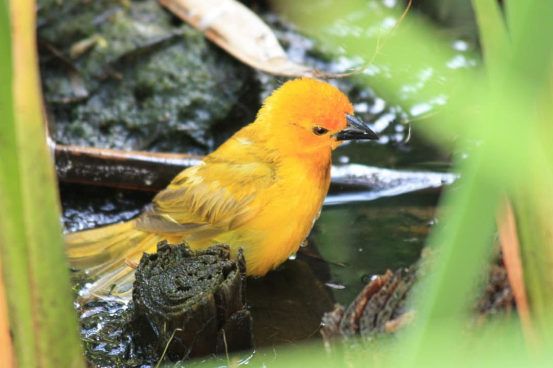 Offener Blick aus dem Frühstücksraum heraus Hotel Southern Palms Beach Resort