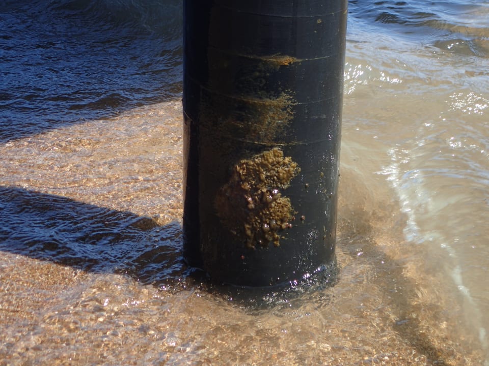 Strand Royal Seginus