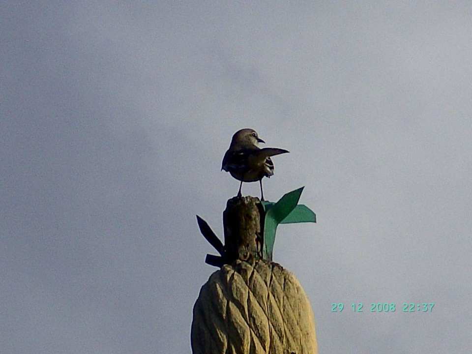 Kurze Flugpause Grand Muthu Club Caribbean Runaway Bay