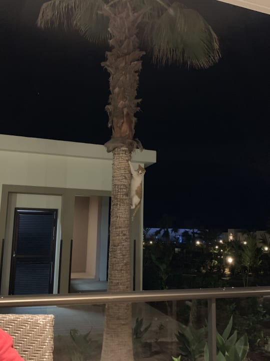 Ausblick Hotel Riu Palace Boavista