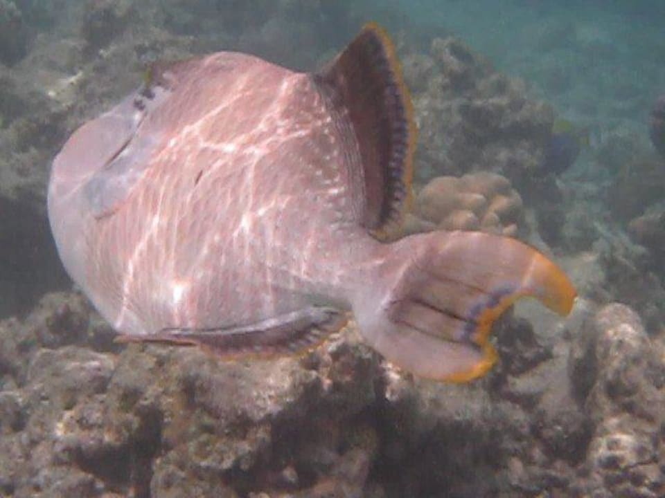 Fische NH Collection Maldives Reethi Resort