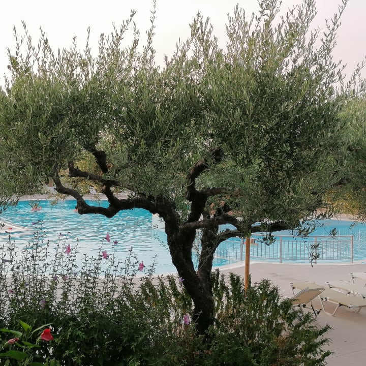 Pool TUI KIDS CLUB Alex Beach