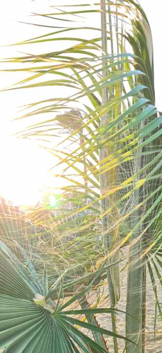 Gartenanlage Three Corners Sea Beach Resort