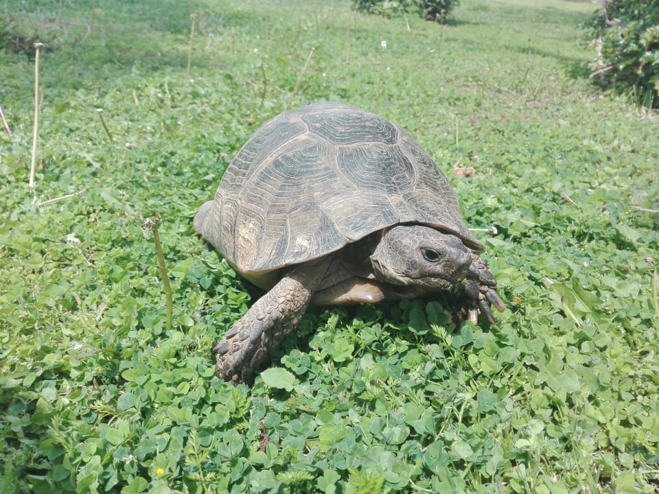 Gartenanlage Megasaray Club Belek