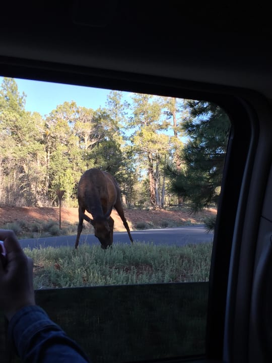 Tier im Park The Squire at Grand Canyon